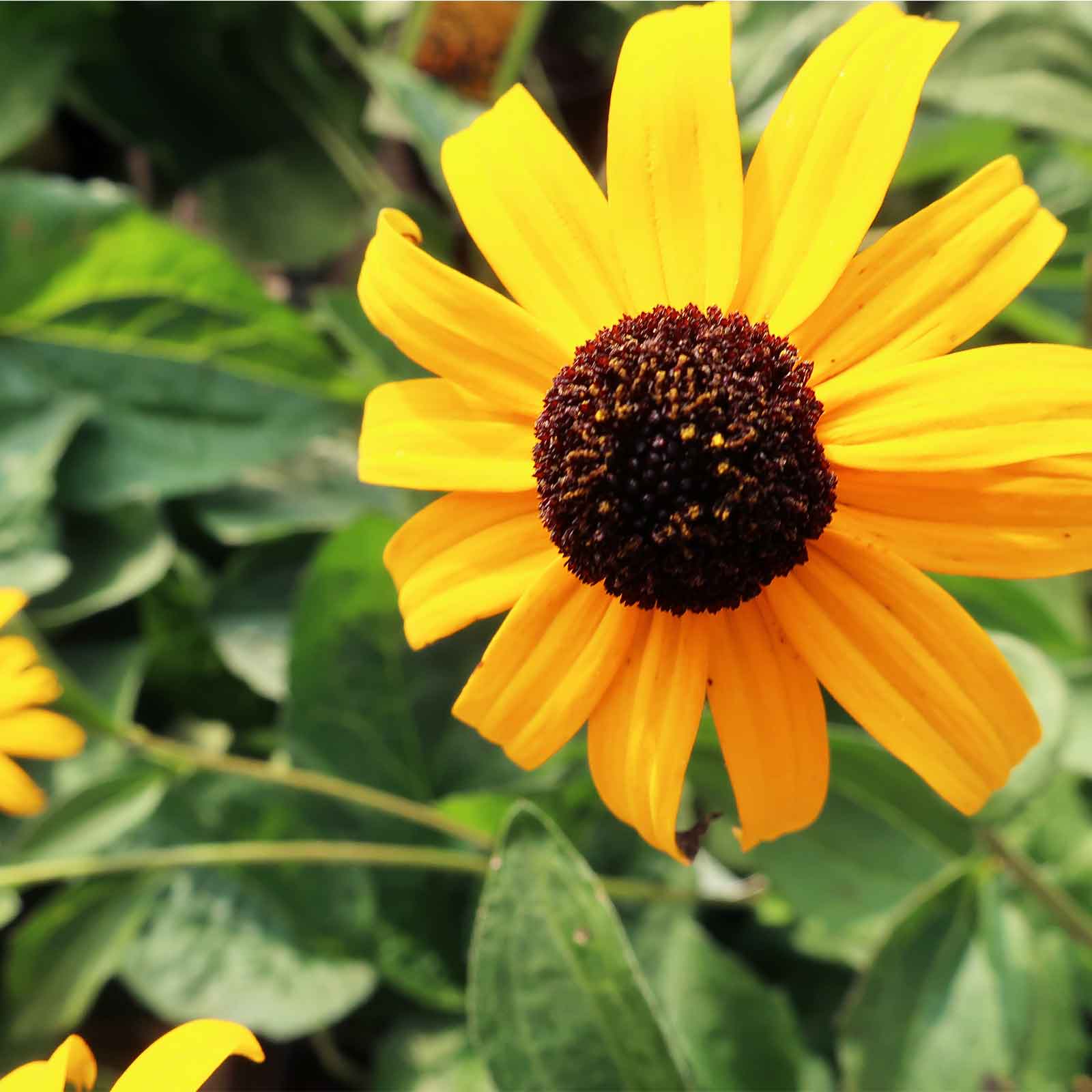 Black Eyed Susan