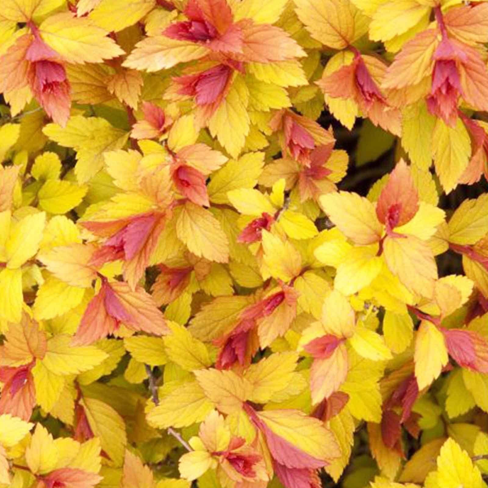 Spirea, Magic Carpet® | Earl May Garden Center