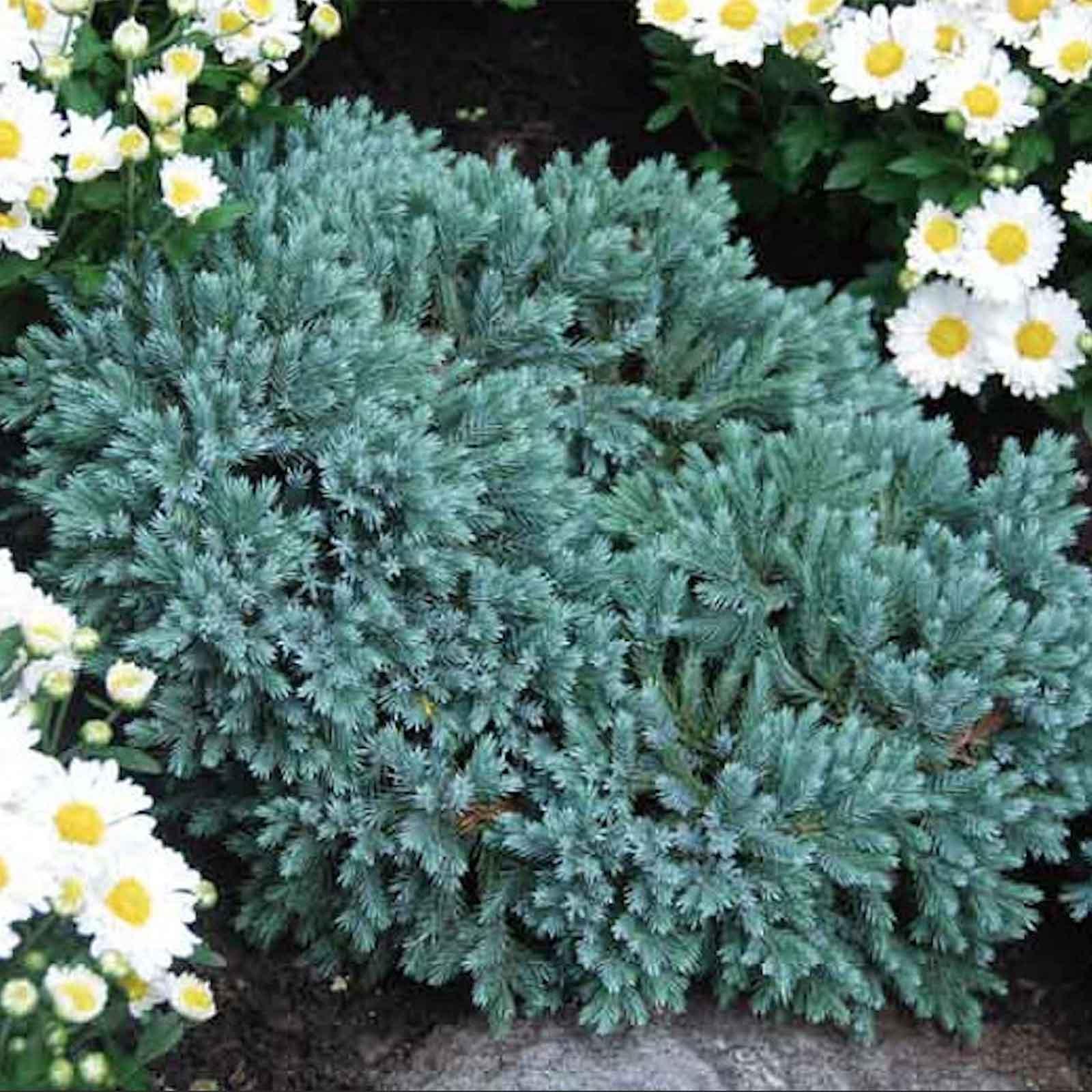 Juniper Blue Star Earl May