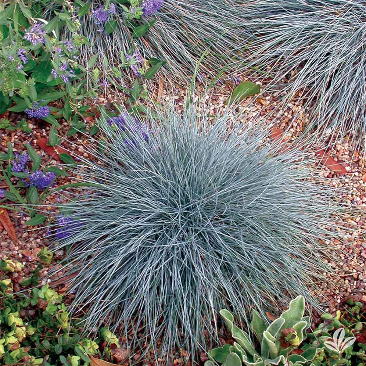 Elijah Blue Fescue Grass | Earl May Garden Center