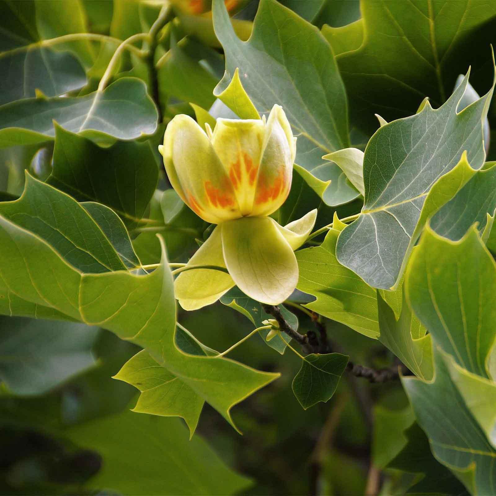 Tulip Tree Earl May