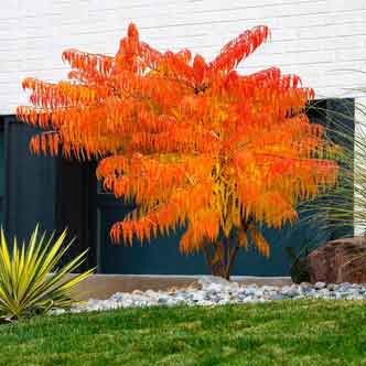 Tiger eye sumac discount