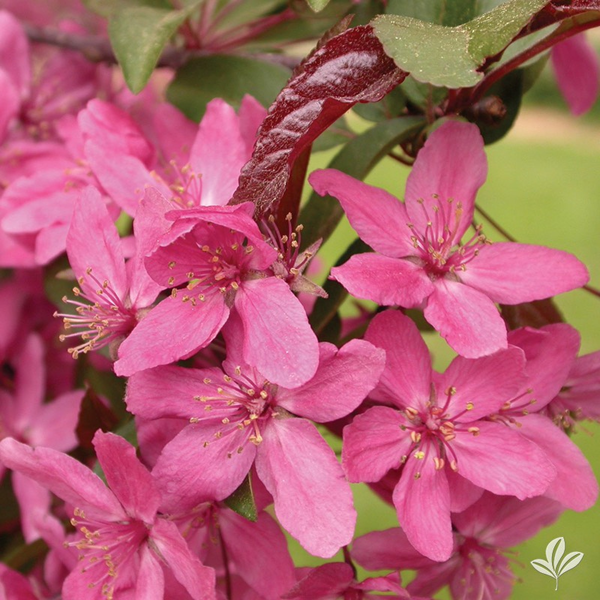 prairifire crabapple tree