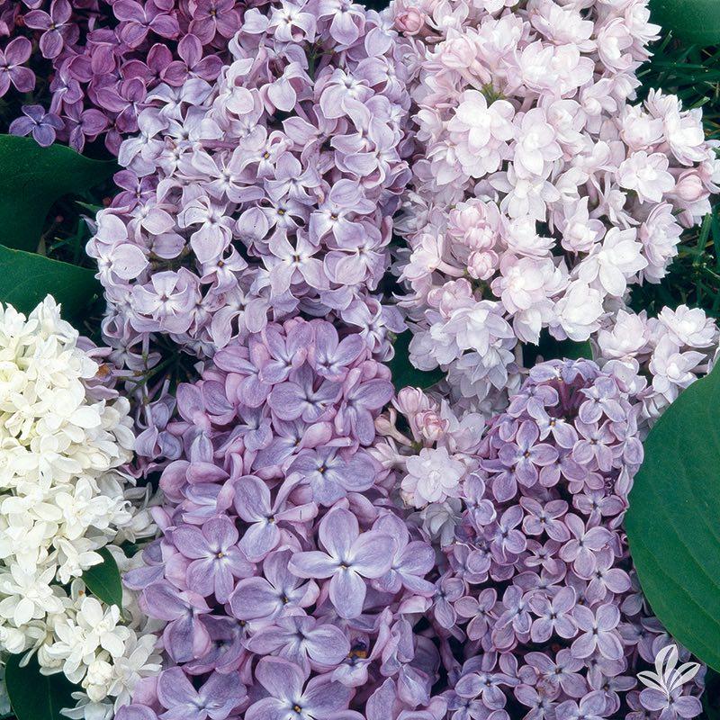 Lilac | Earl May Garden Center