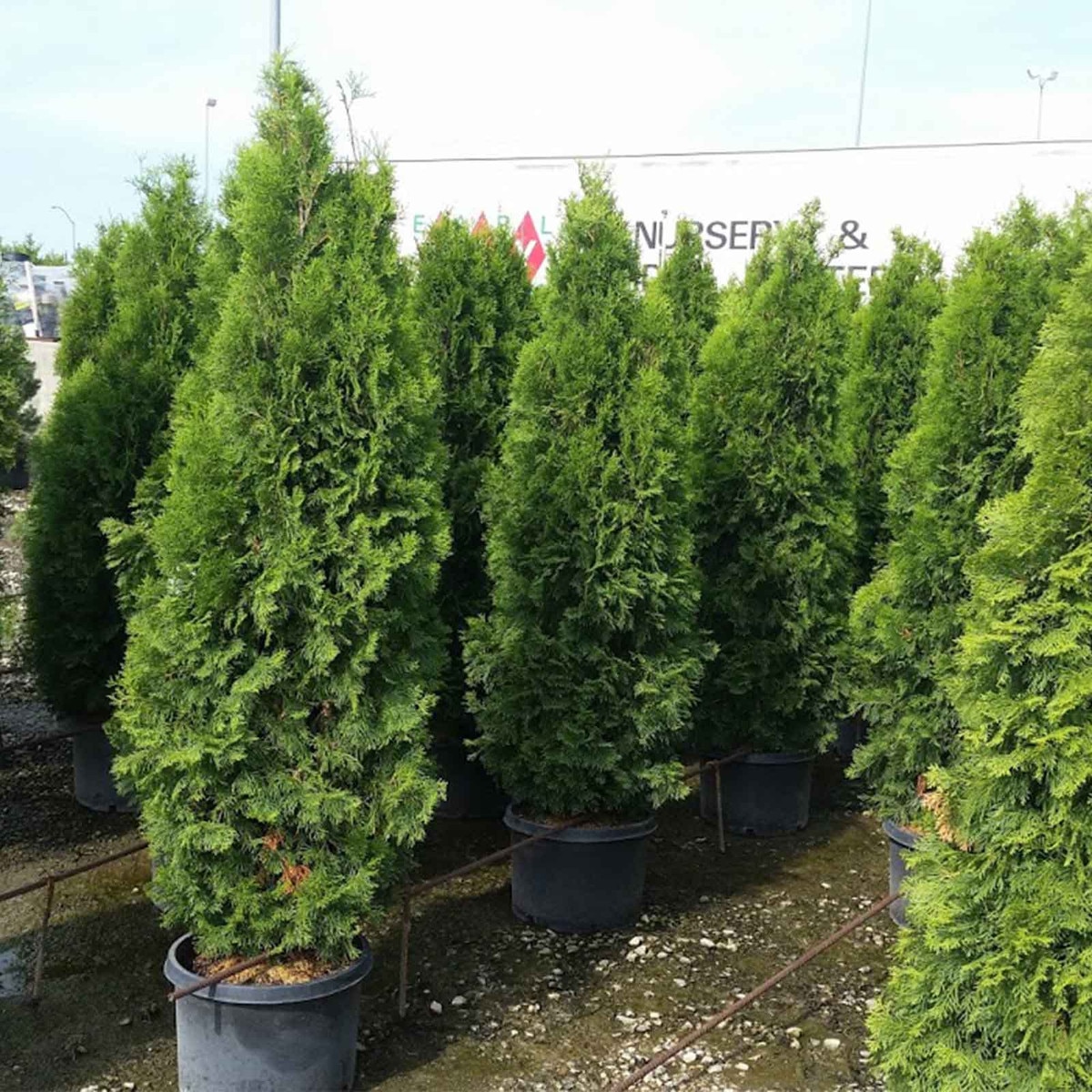 full grown emerald green arborvitae