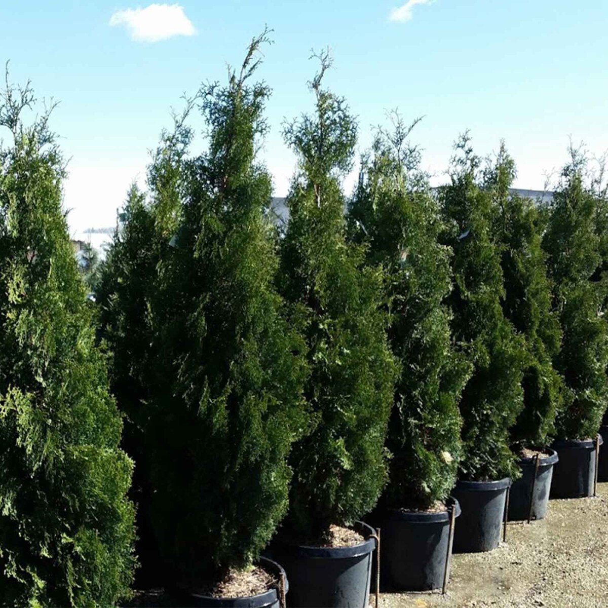 full grown emerald green arborvitae