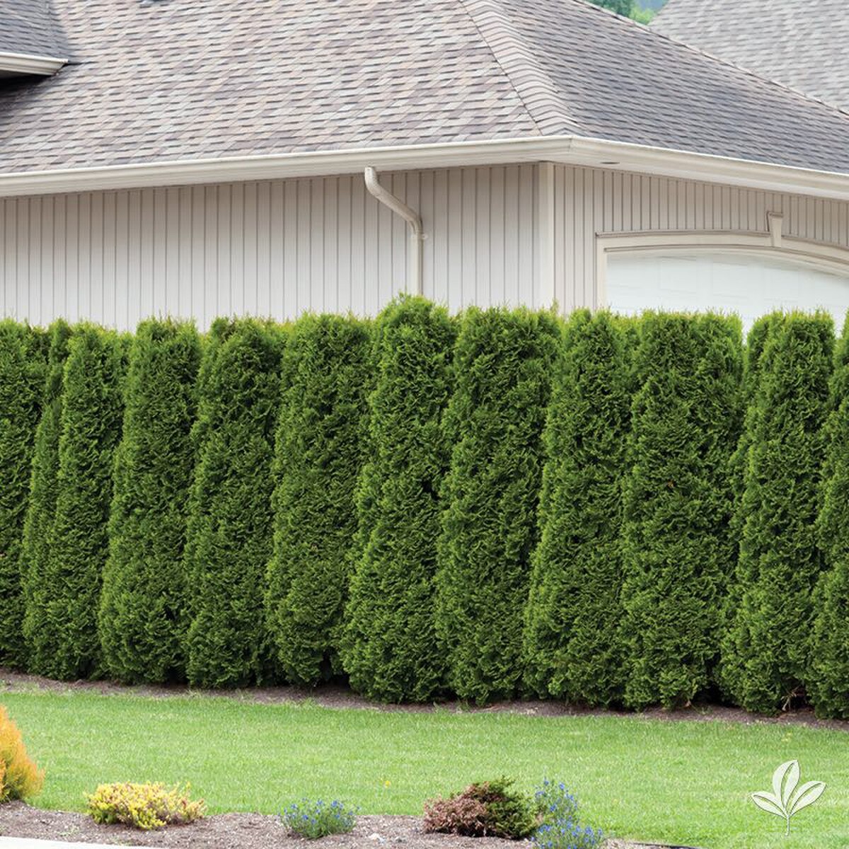 full grown emerald green arborvitae