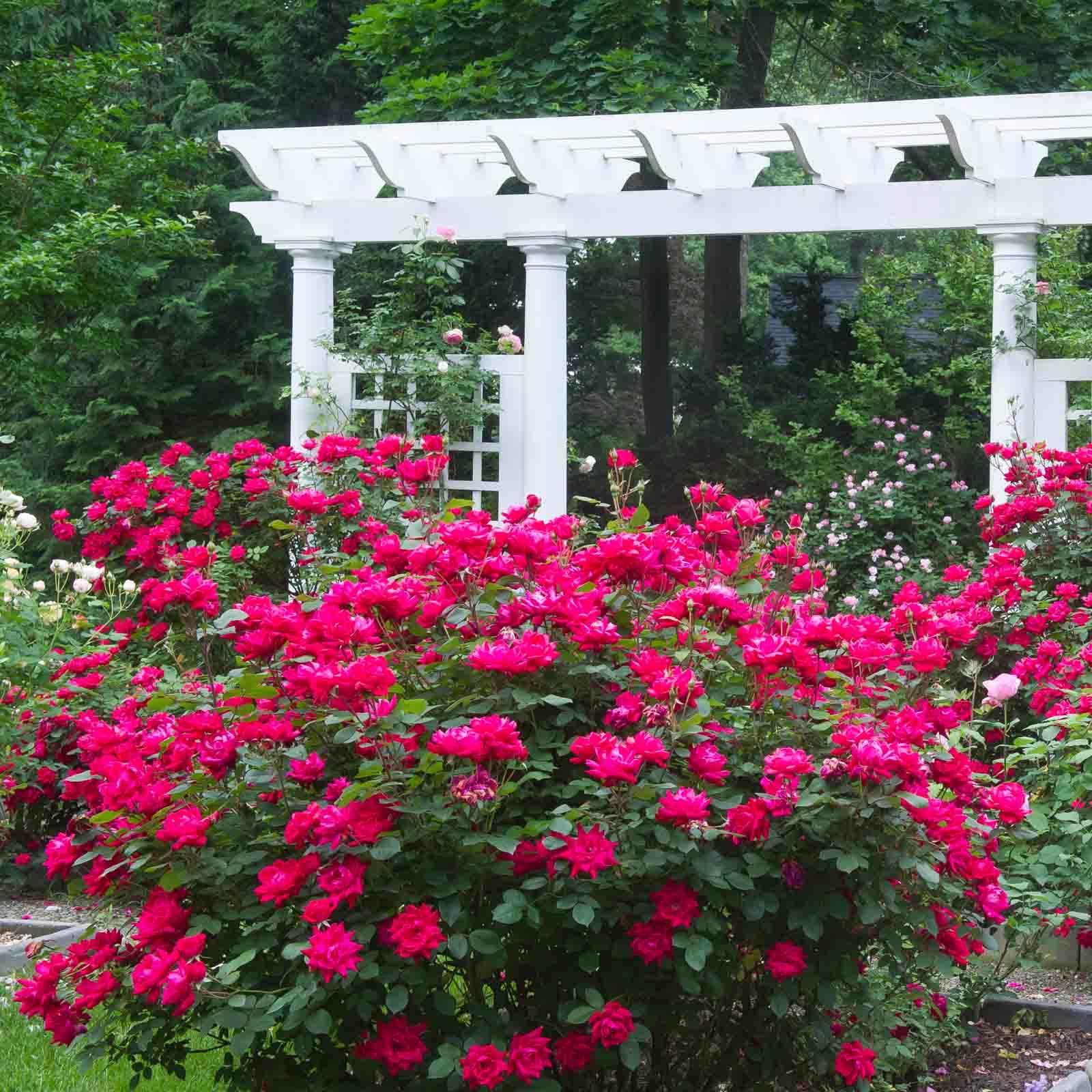 rose♤rose 119283_0_1_1.jpg