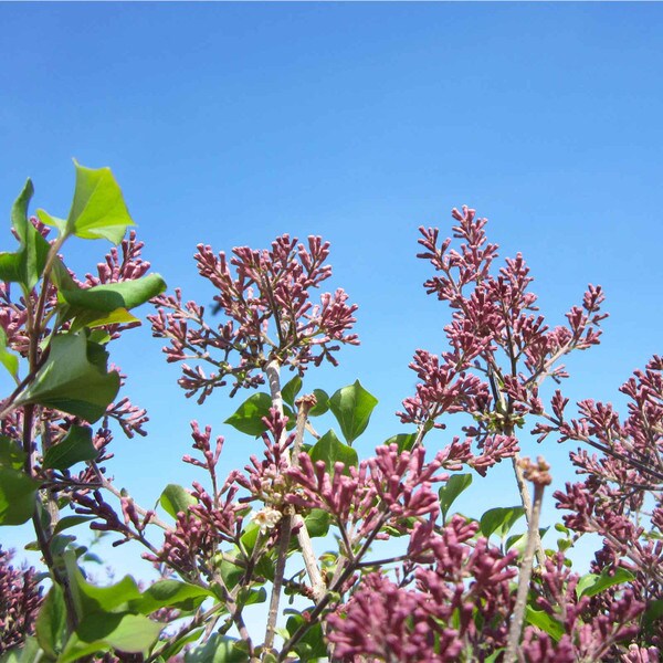 Lilac, Dwarf Korean Patio Standard - Ship to Store ...