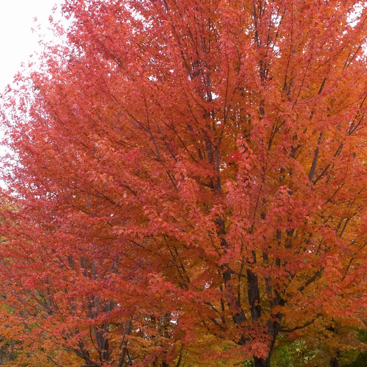autumn blaze maple