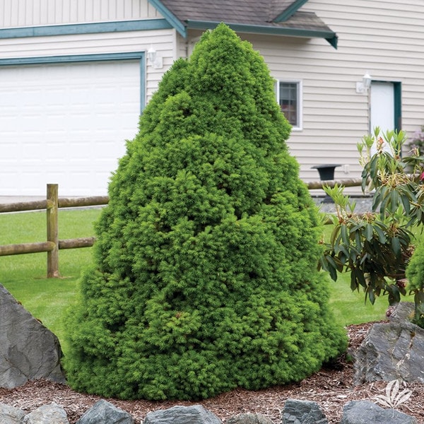 Spruce Dwarf Alberta Earl May Garden Center hardy-hibiscus-earl-may-garden-center