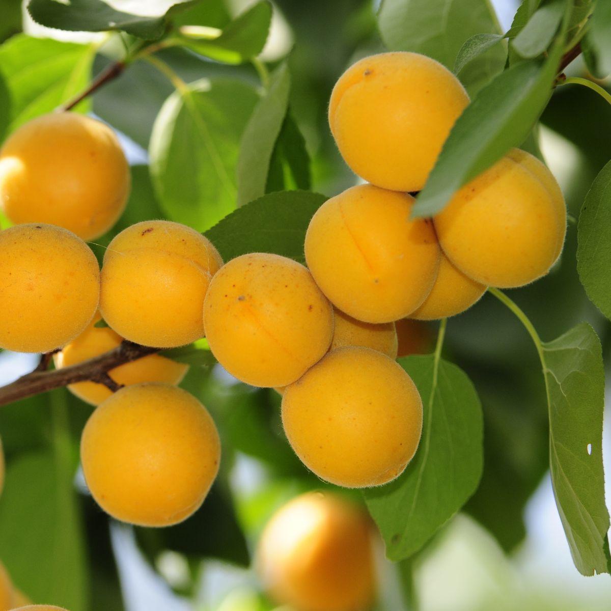 Apricot, Moongold SemiDwarf Earl May