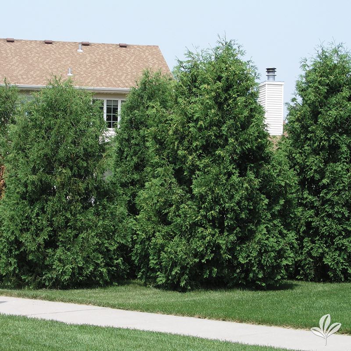 thuja techny
