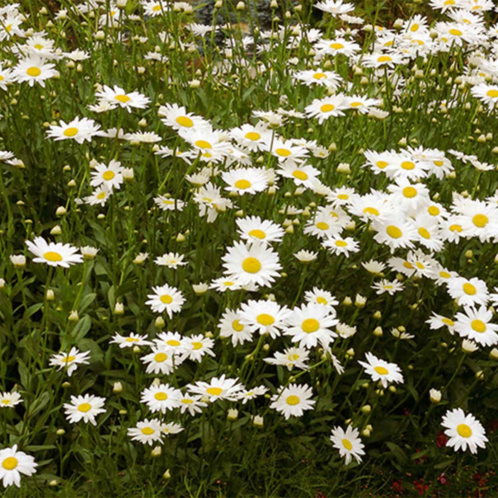 Shasta Daisy, Becky Pickup In Store OR Ship To Home Earl May
