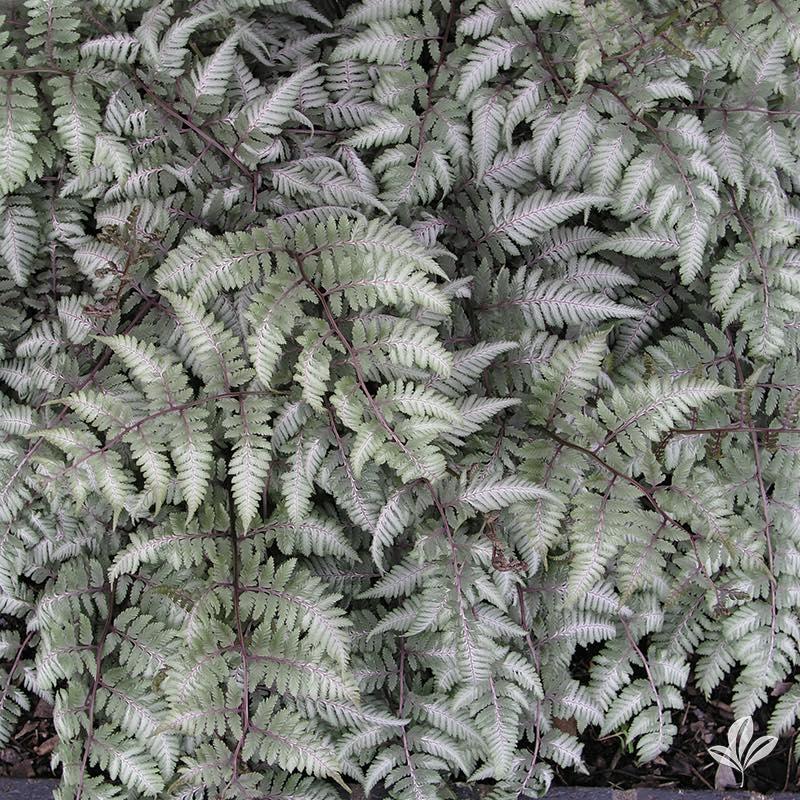 Fern, Japanese Painted | Earl May Garden Center