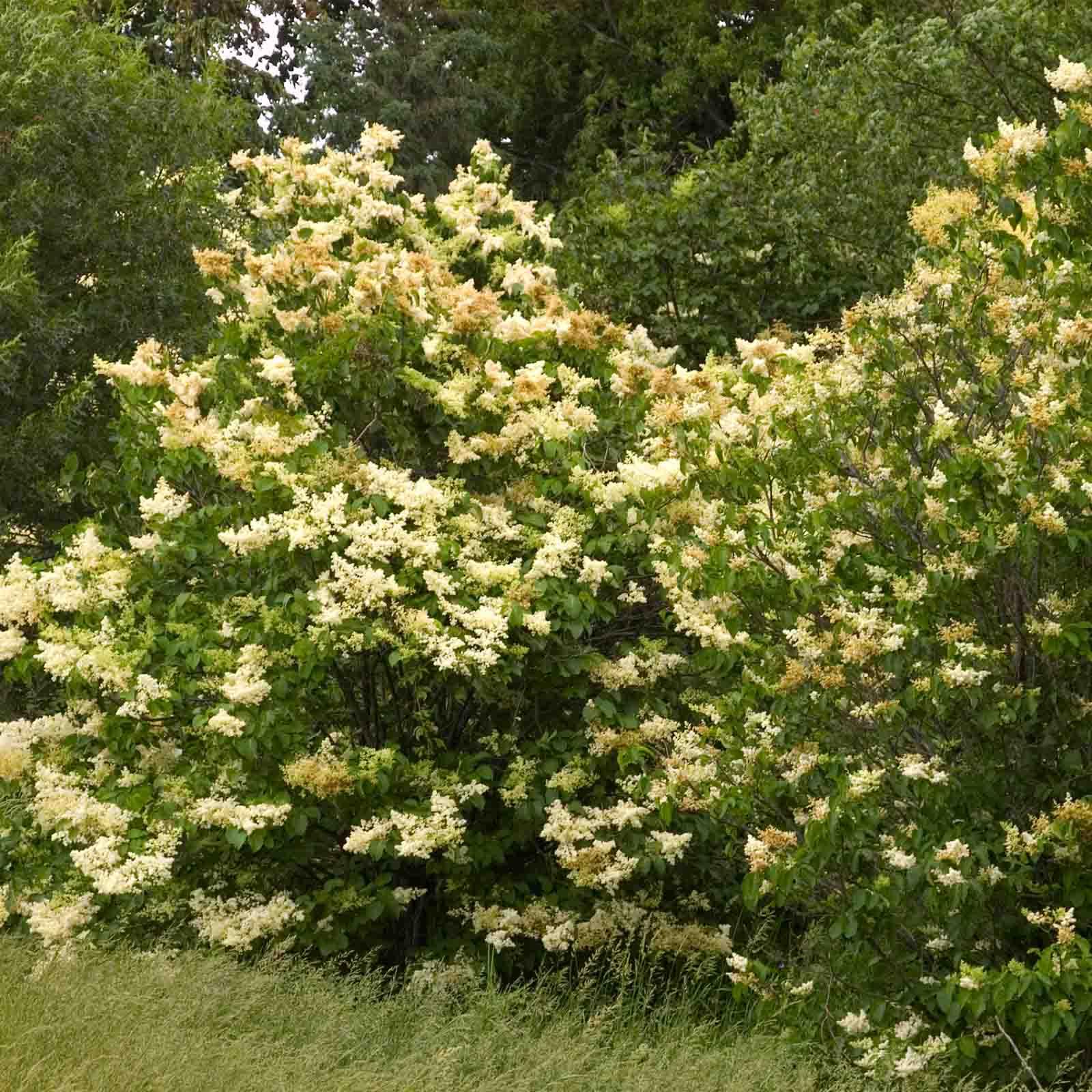 Lilac Tree, Ivory Silk Jap. Earl May