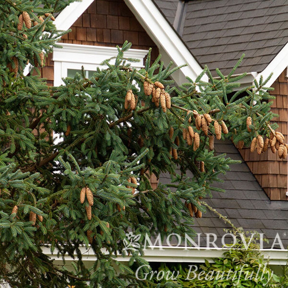 Spruce, Norway | Earl May Garden Center
