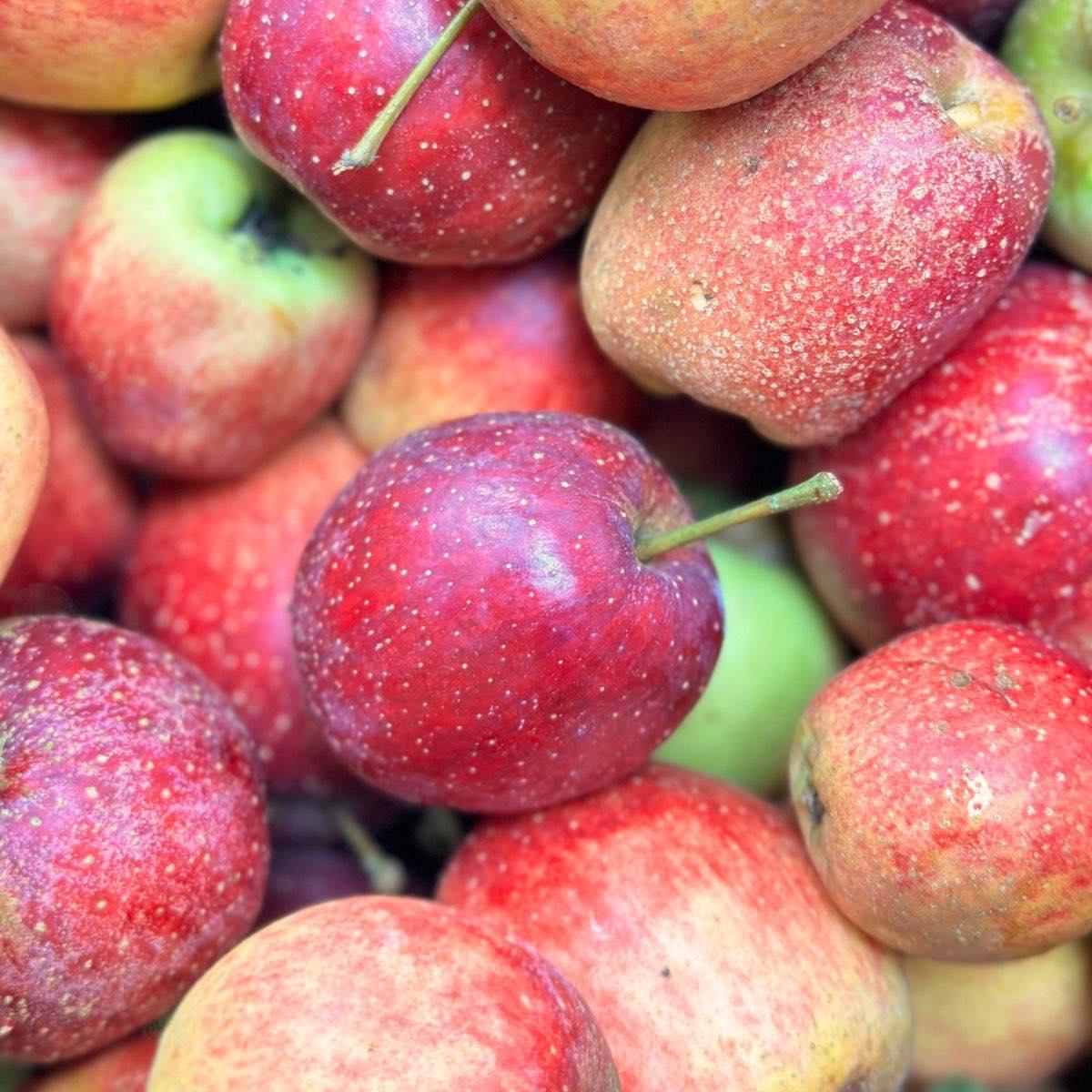 Red Fuji Semi-Dwarf Apple Tree | Earl May Garden Center