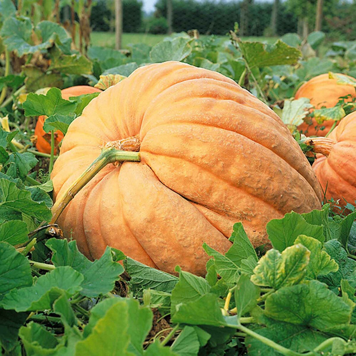 atlantic giant pumpkin seed
