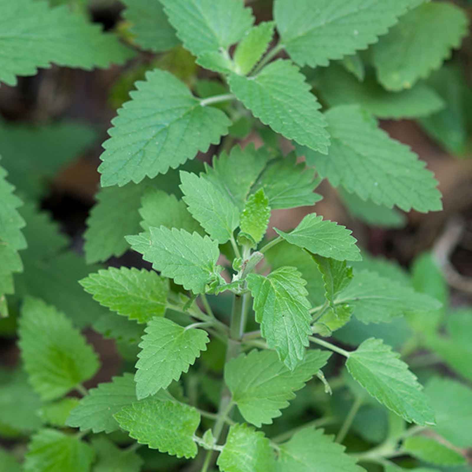 Catnip Herbs Seeds