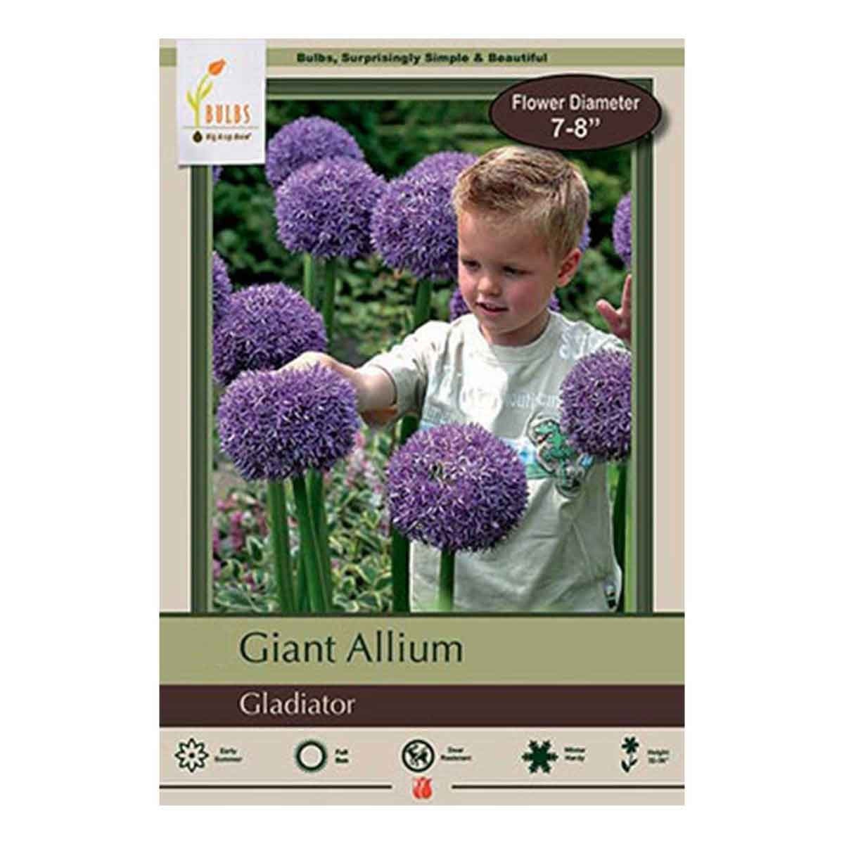 allium gladiator