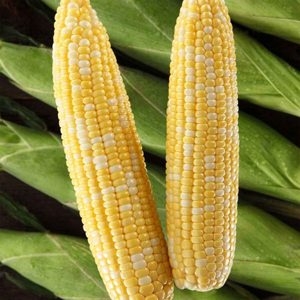 Performance Series™ Sweet Corn: High-Yield Bicolor Corn