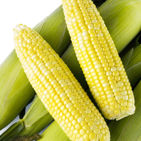 Sweet Corn: Main Season Yellow Variety | Earl May